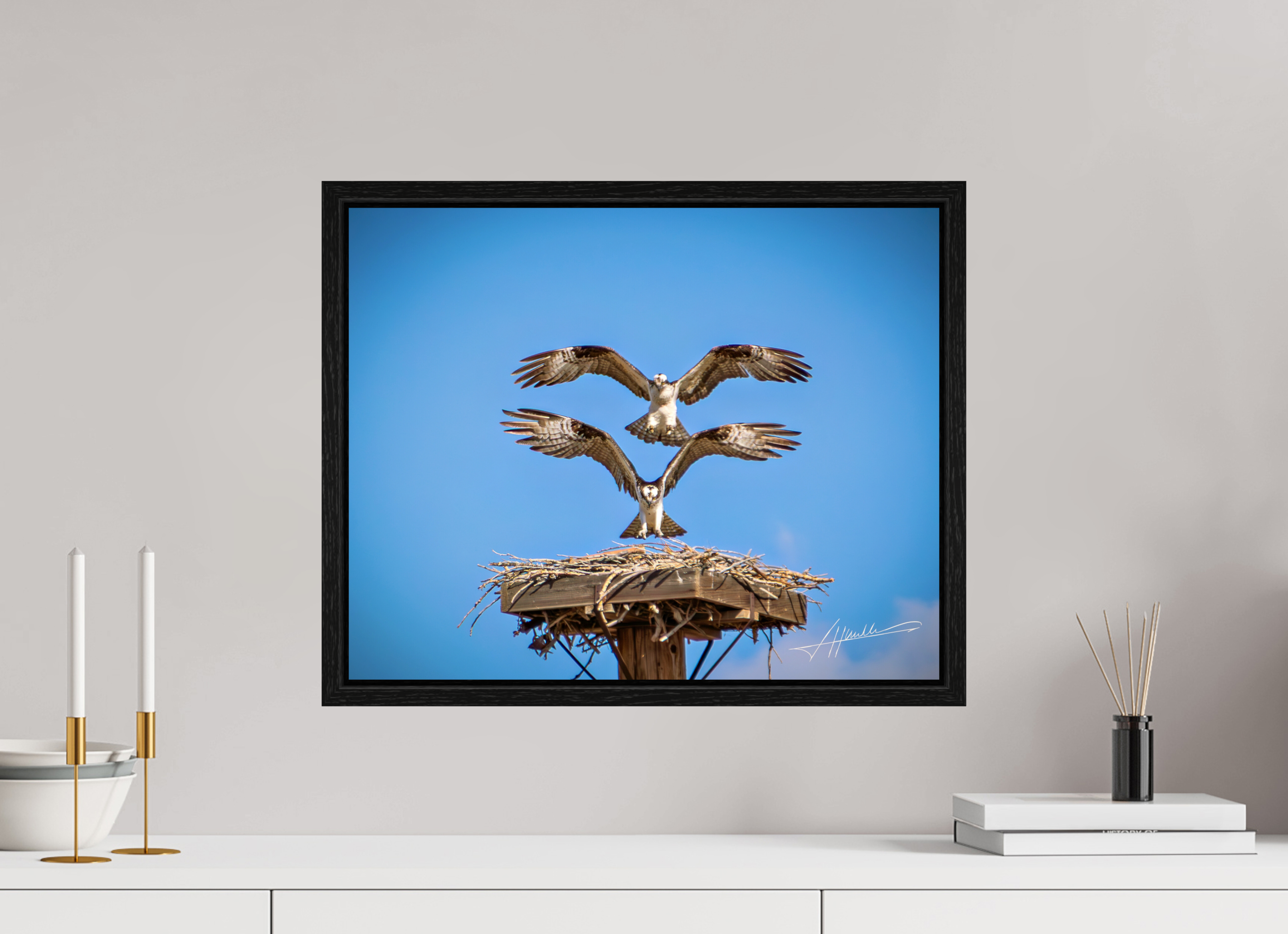 20 x 16″, Floater Frame Two Osprey Landing