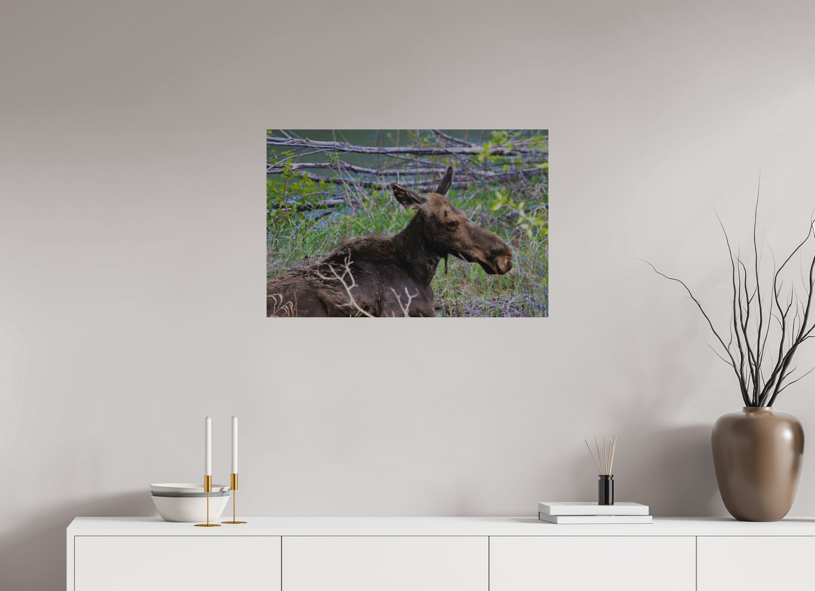 30 x 20″, Direct Brushed Aluminum Moose Relaxing