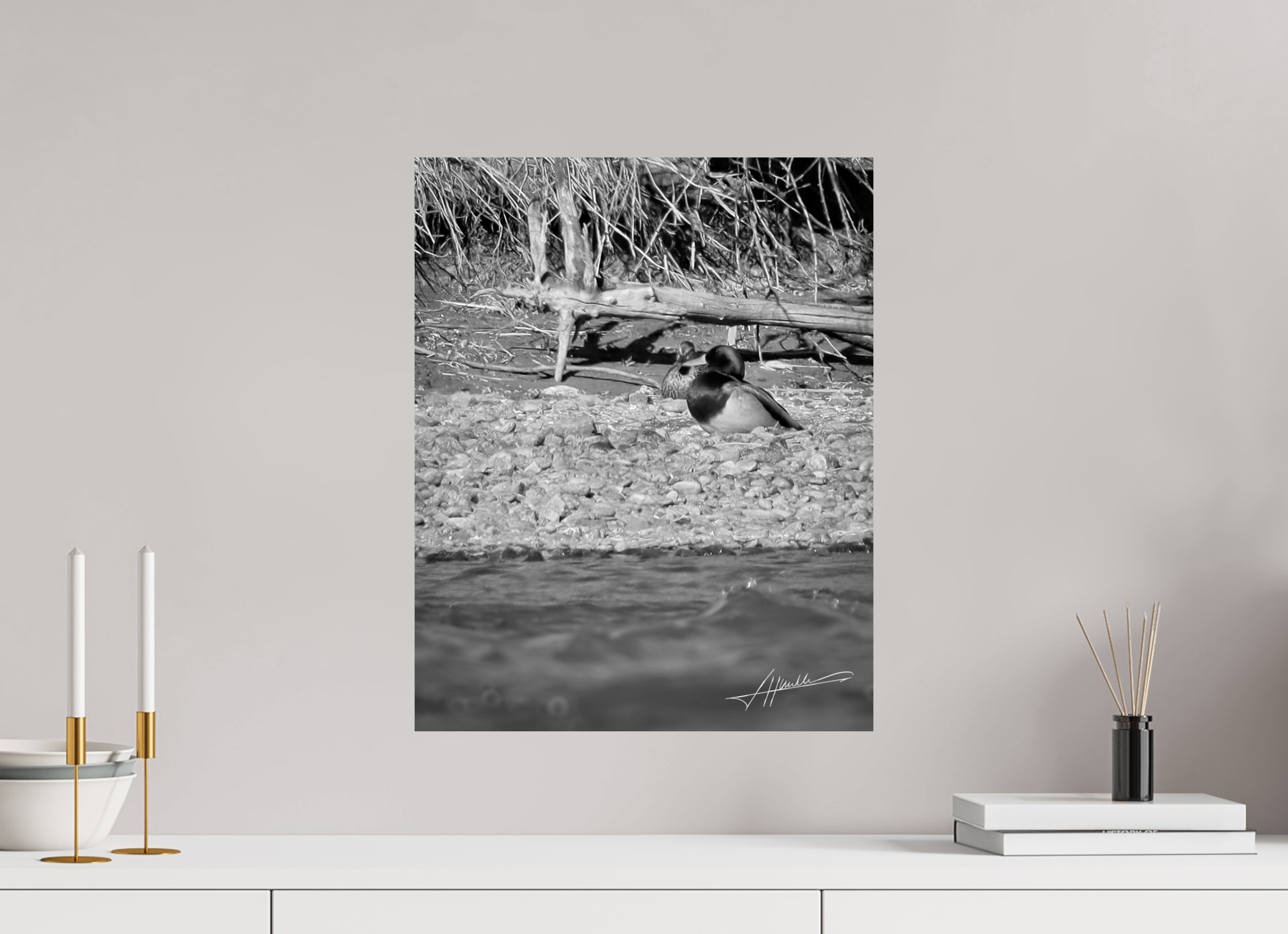 16 x 20″, Photo Print On Ilford Baryta Paper Sunbathing Mallard