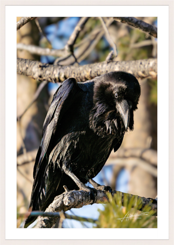 Main image Morning Raven