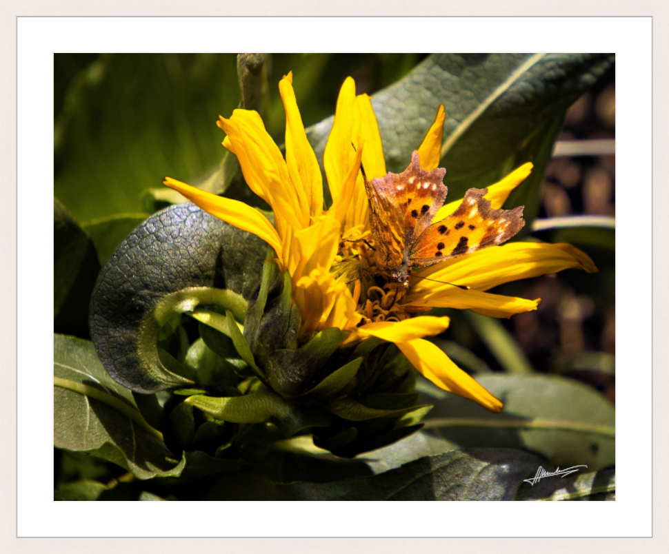 Main image Busy Butterfly