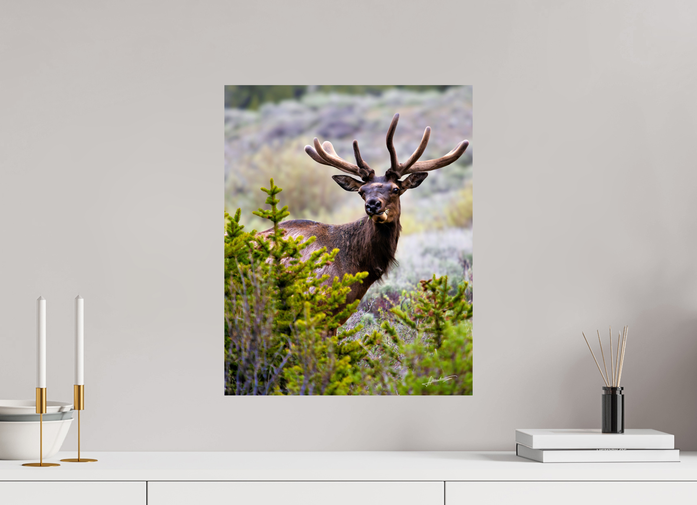 16 x 20″, Photo Print On Fuji Crystal DP II Velvet Bull