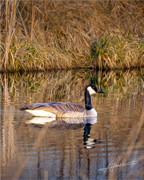 Main image A Swimming Reflection