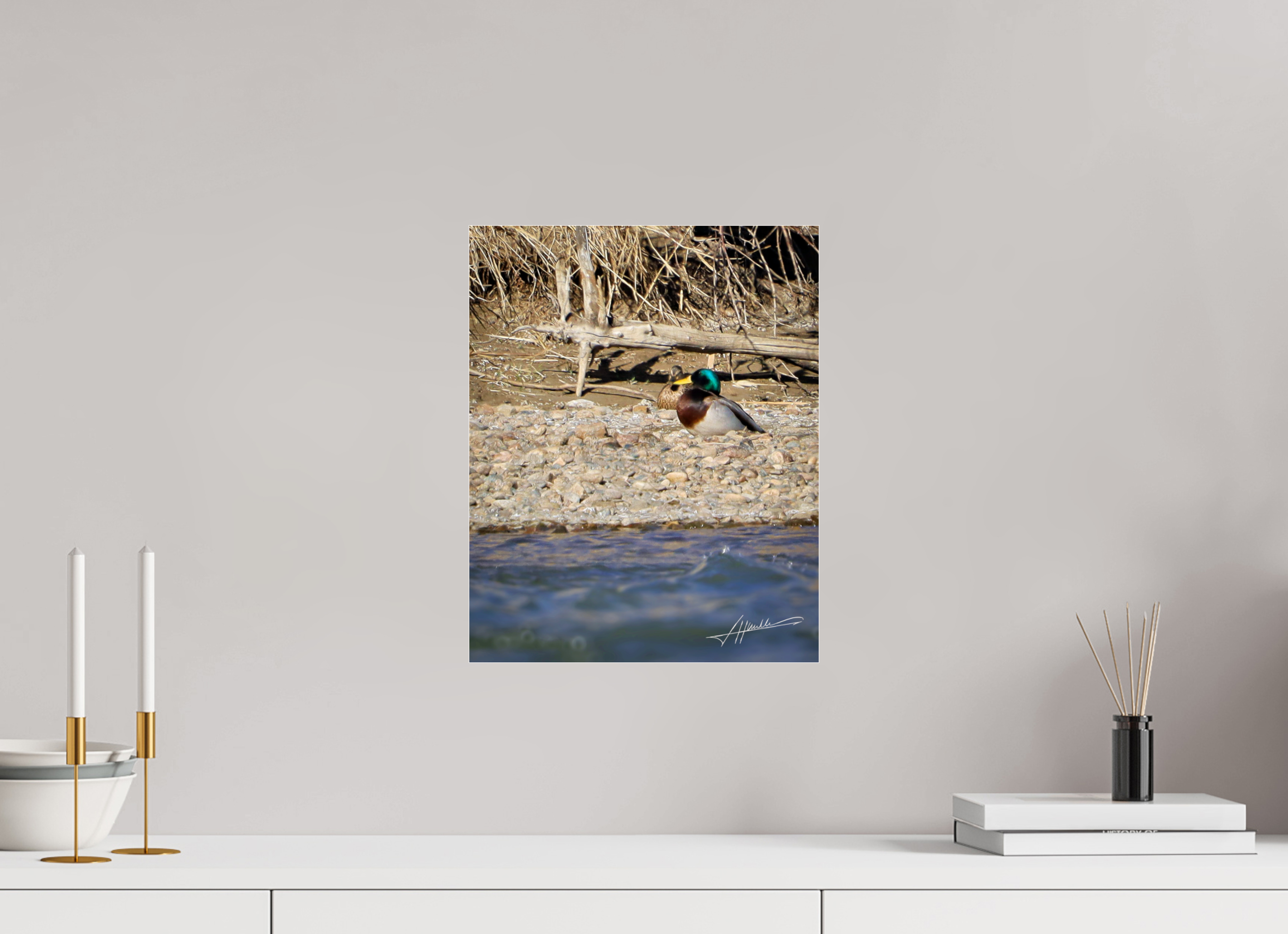 12 x 15″, Photo Print Under Acrylic Glass Sunbathing Mallard