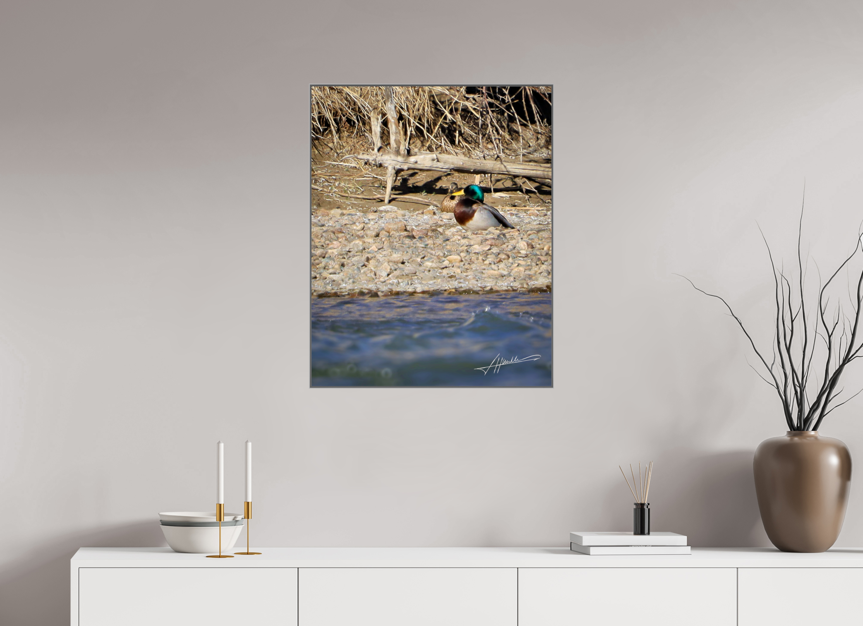 24 x 30″, Aluminum ArtBox Sunbathing Mallard
