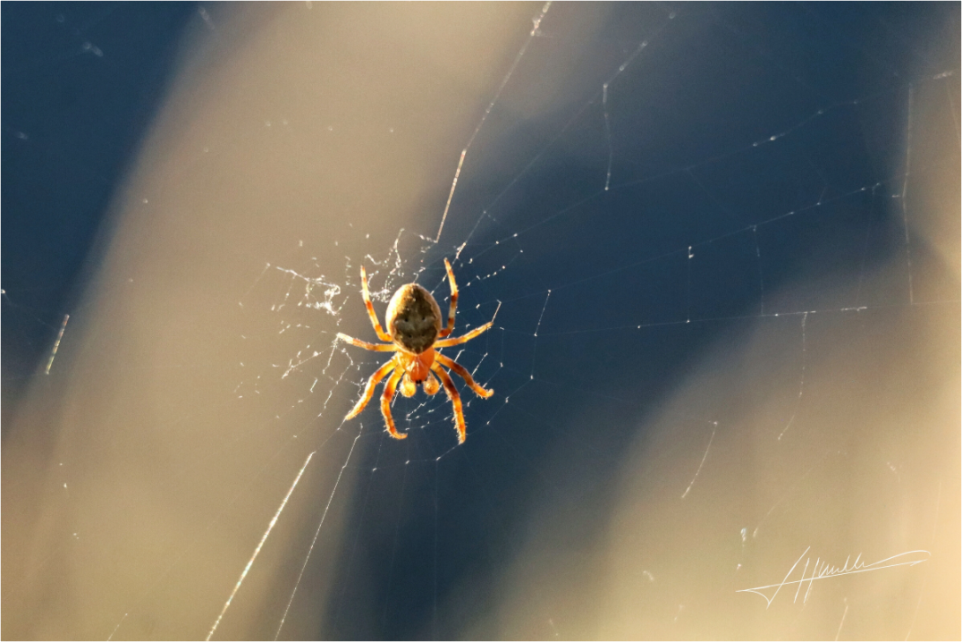 Main image Tattered Web