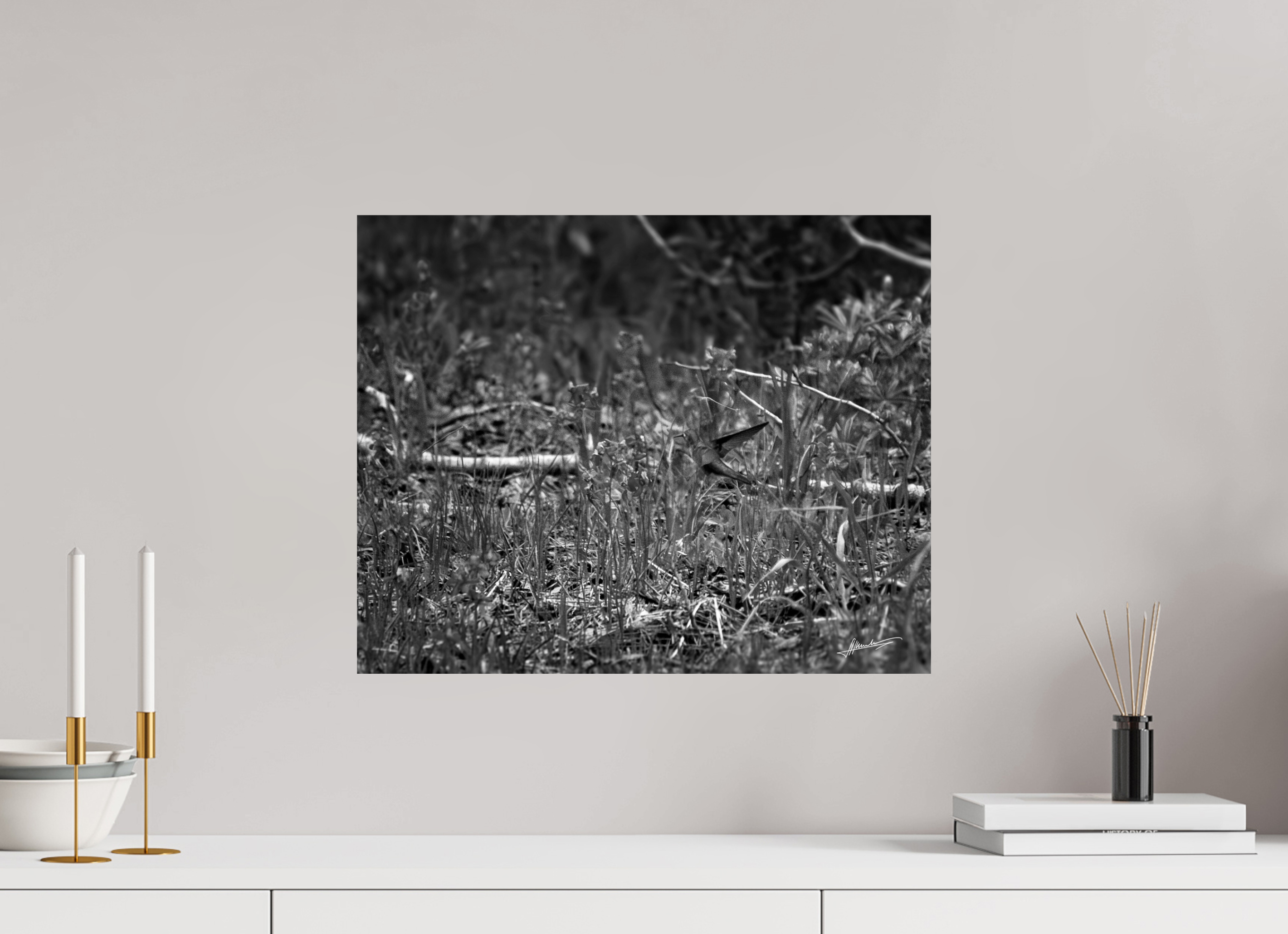 20 x 16″, Photo Print On Ilford Baryta Paper Feeding Hummingbird