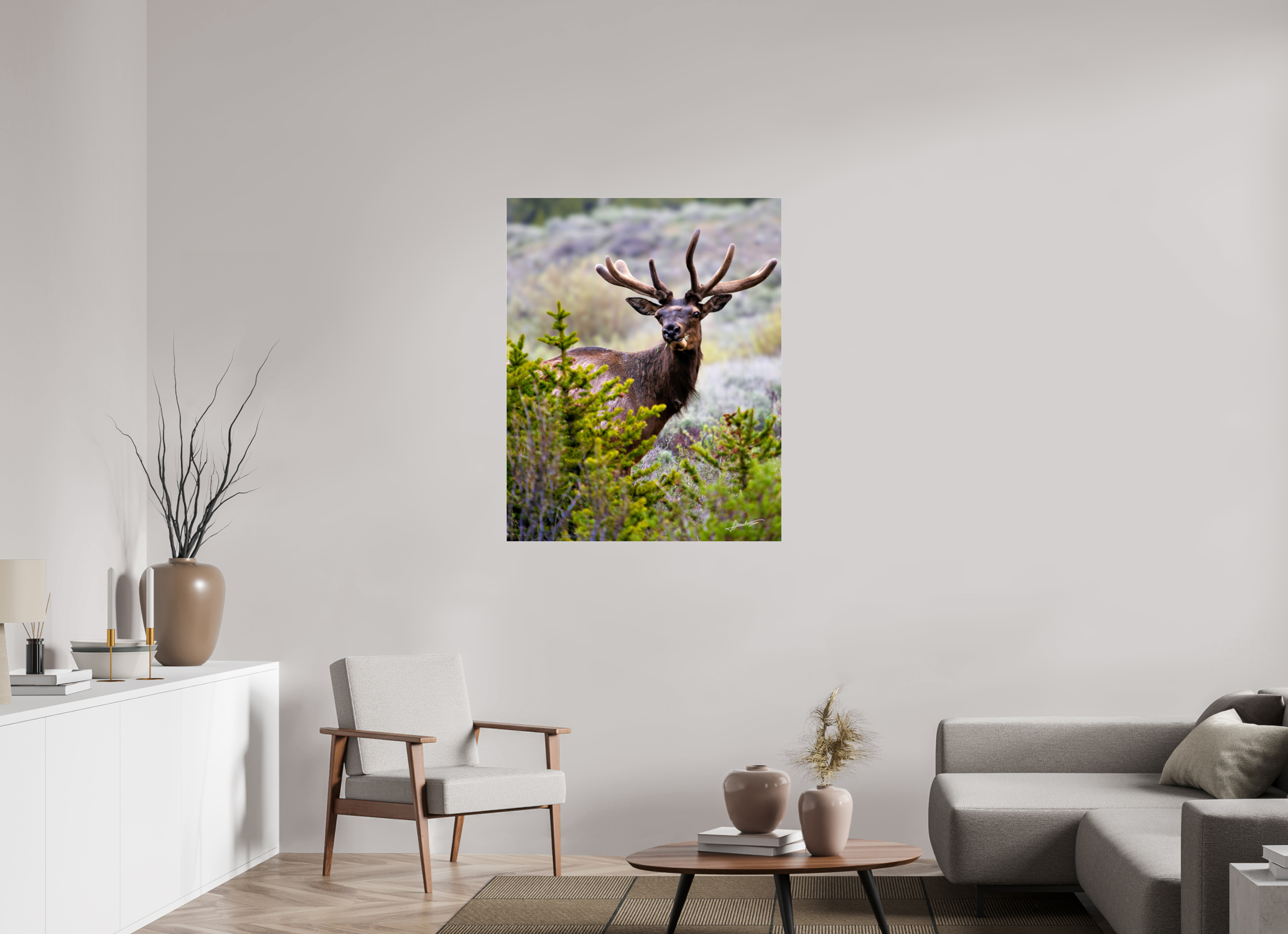 35 x 43.7″, Photo Print Under Acrylic Glass Velvet Bull