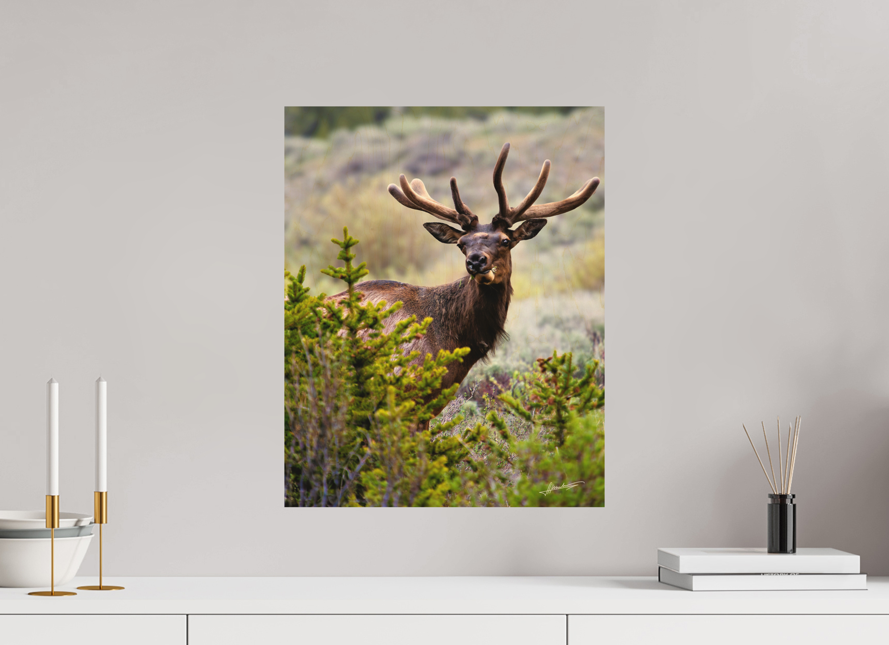 16 x 20″, Direct Photo Print on Wood Velvet Bull