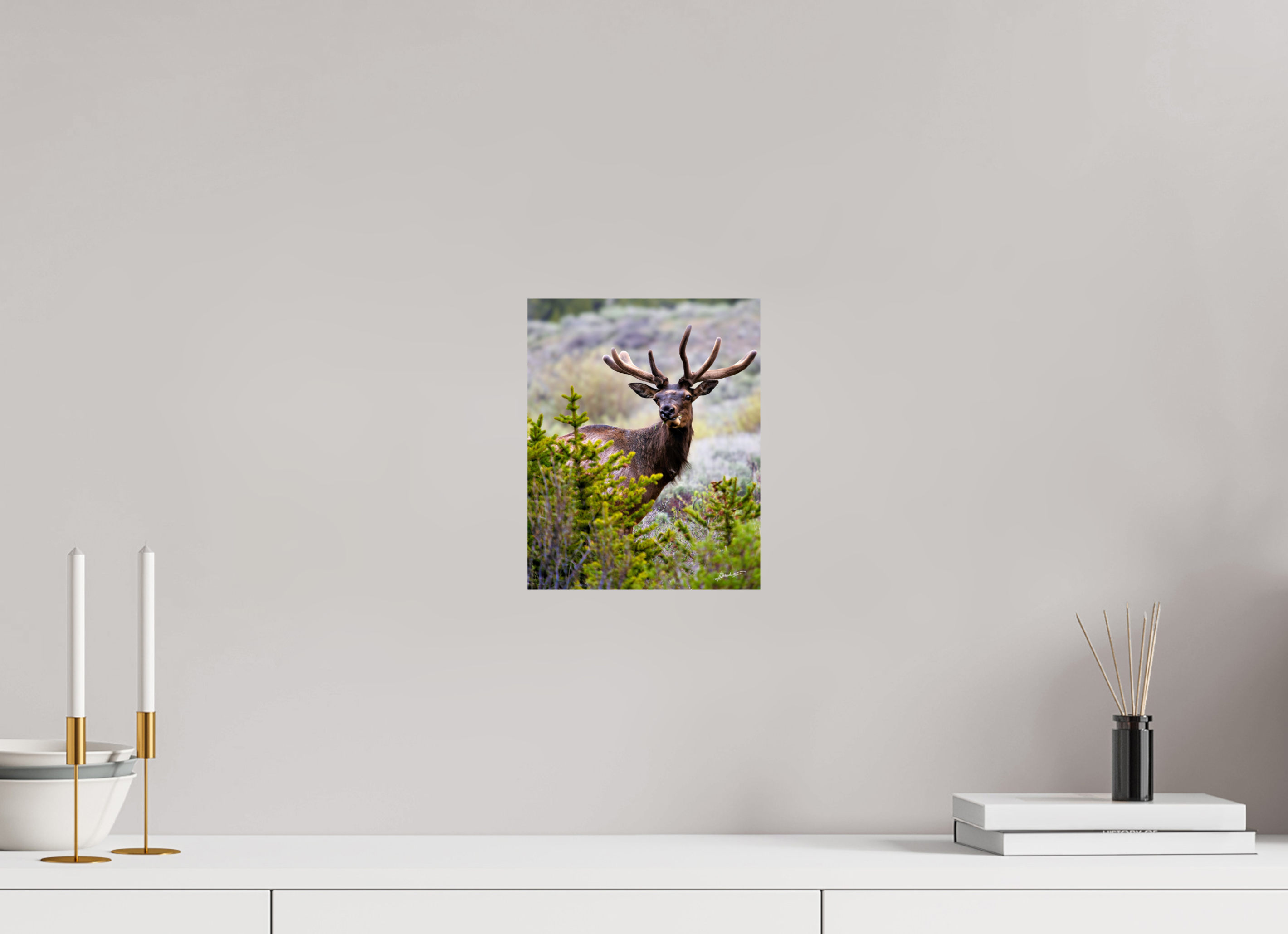 8 x 10″, Fine Art Dibond Velvet Bull