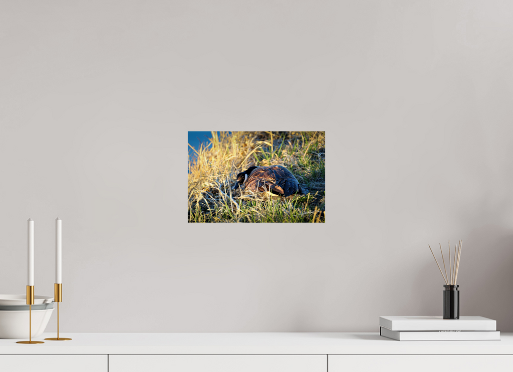 12 x 8″, Fine Art Print New Nester