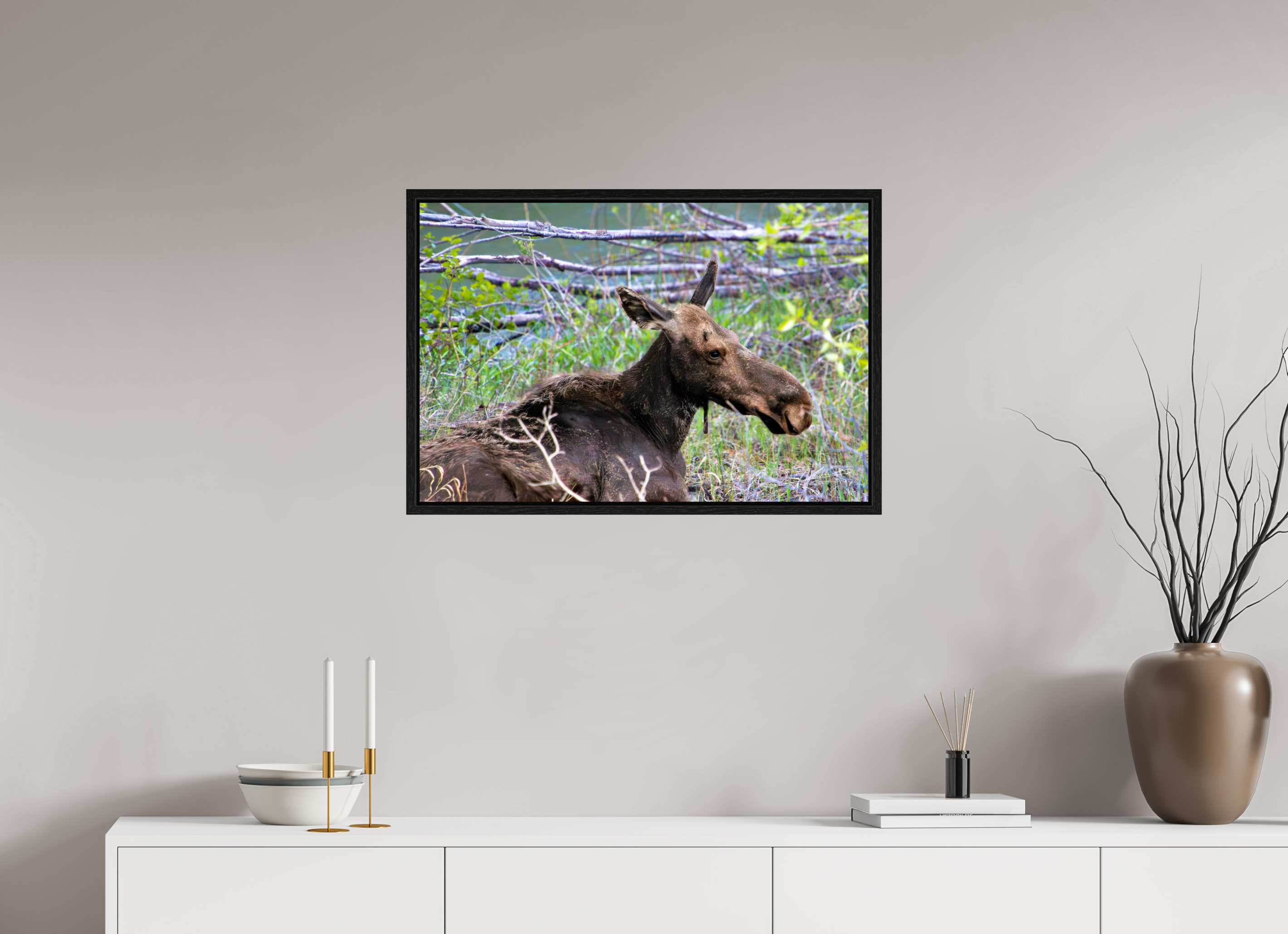 30 x 20″, Floater Frame Moose Relaxing