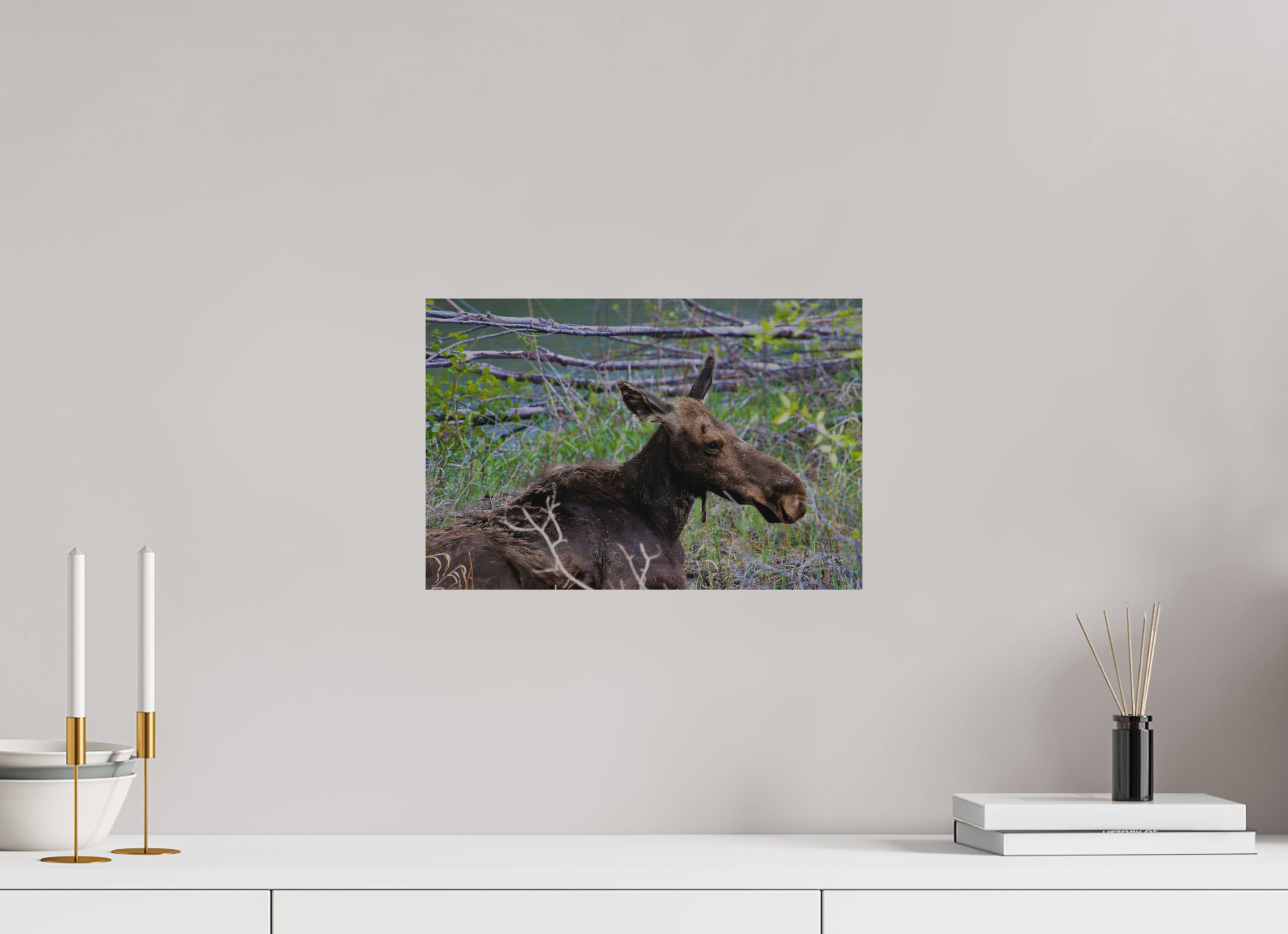 15 x 10″, Direct Brushed Aluminum Moose Relaxing