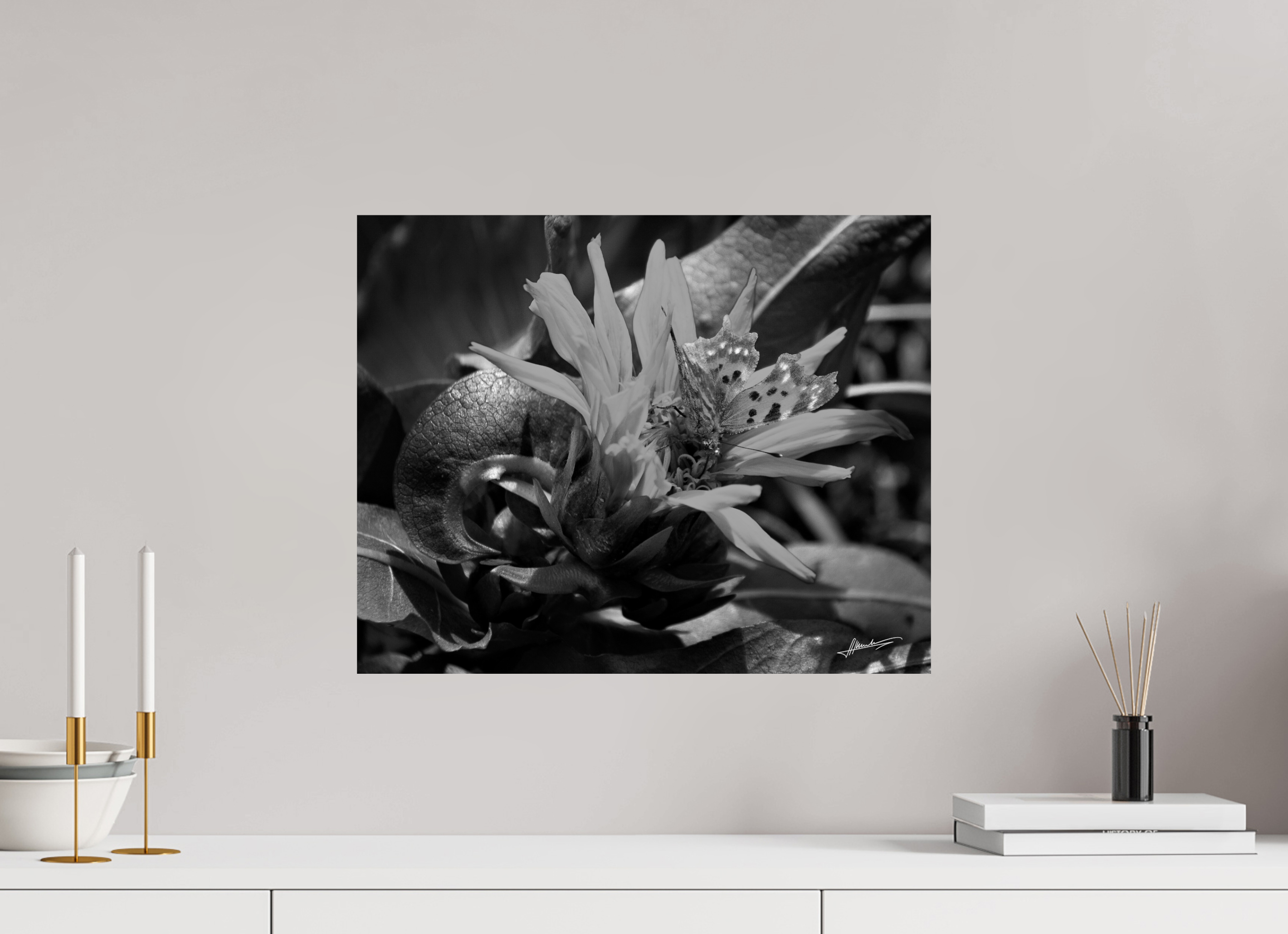 20 x 16″, Photo Print On Ilford Baryta Paper Busy Butterfly