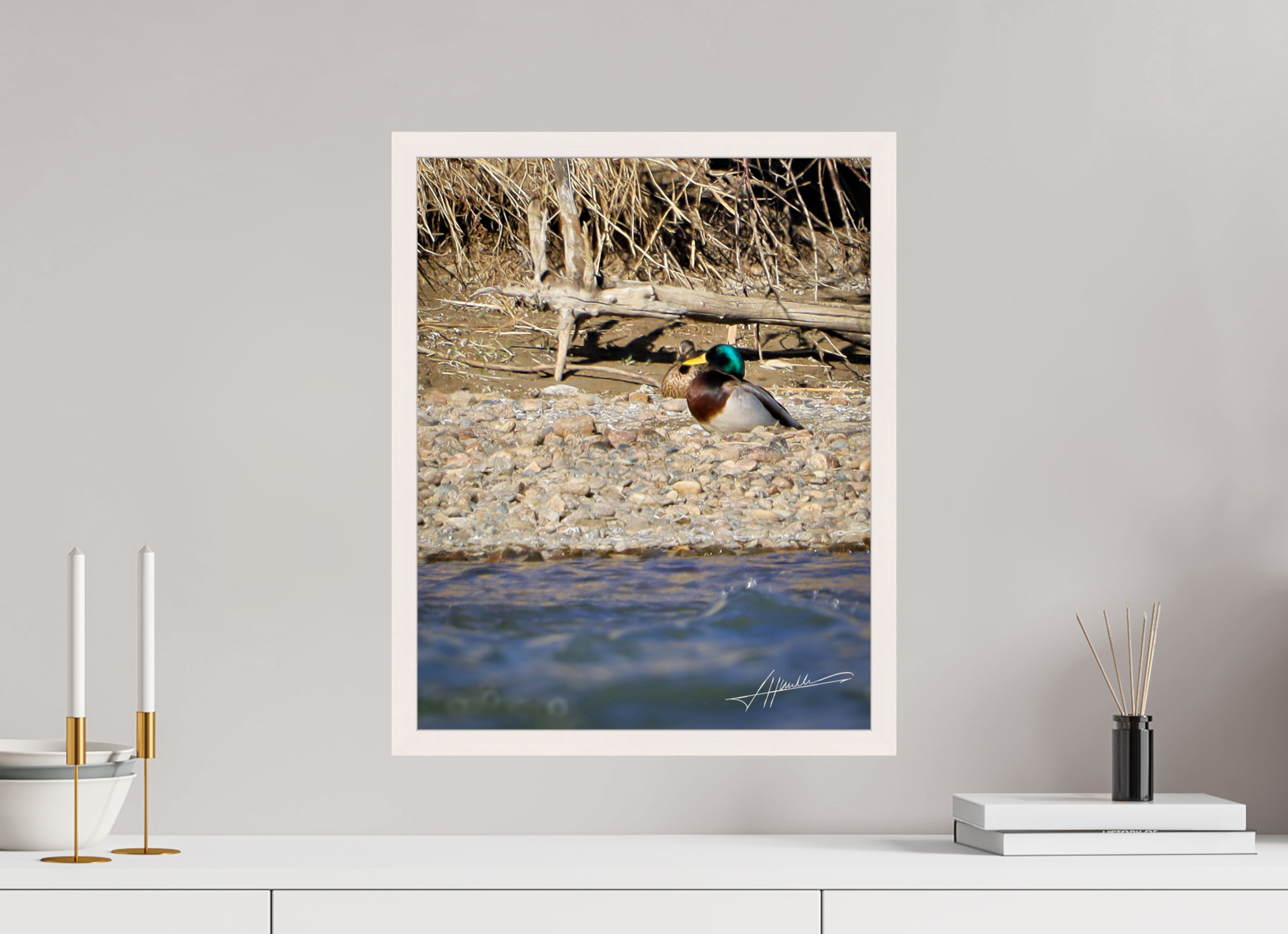 16 x 20″, Gallery Frame Sunbathing Mallard