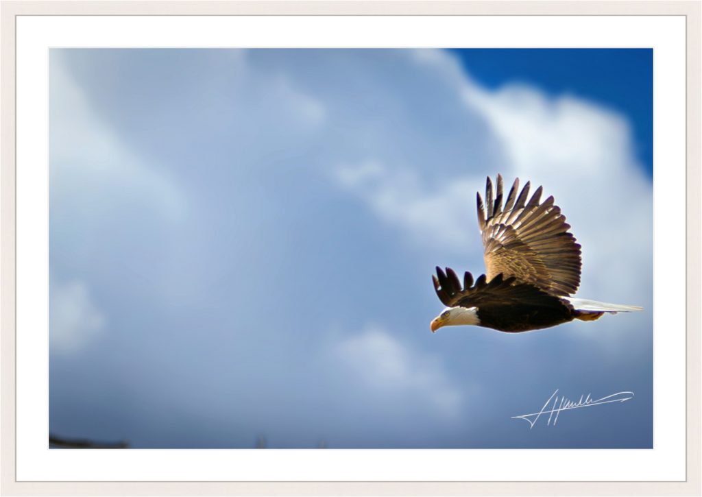 Main image Bald Eagle Flying