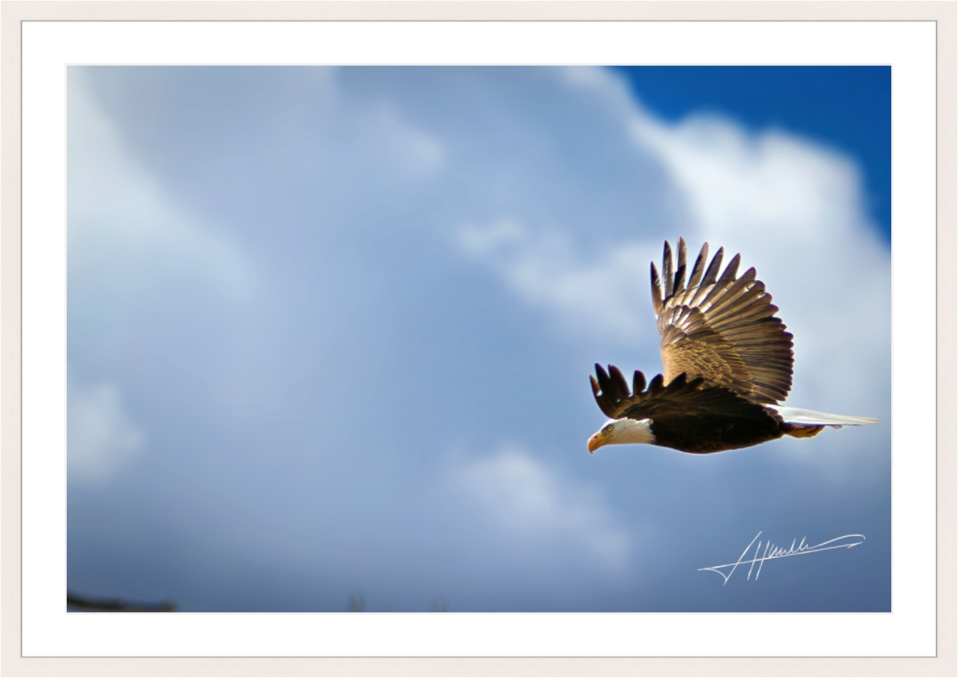 Main image Bald Eagle Flying