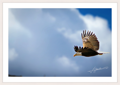 Main image Bald Eagle Flying