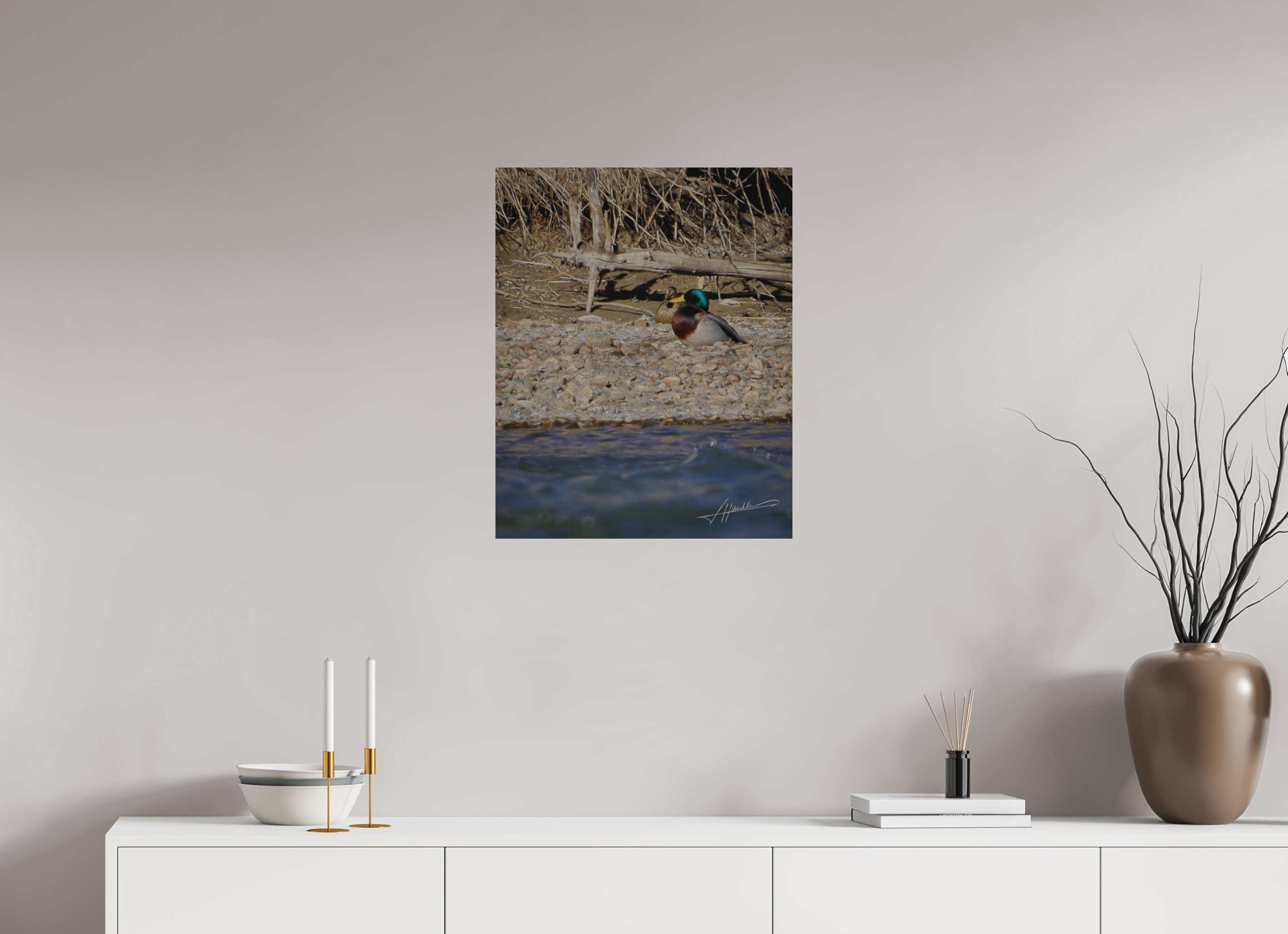 20 x 25″, Direct Brushed Aluminum Sunbathing Mallard
