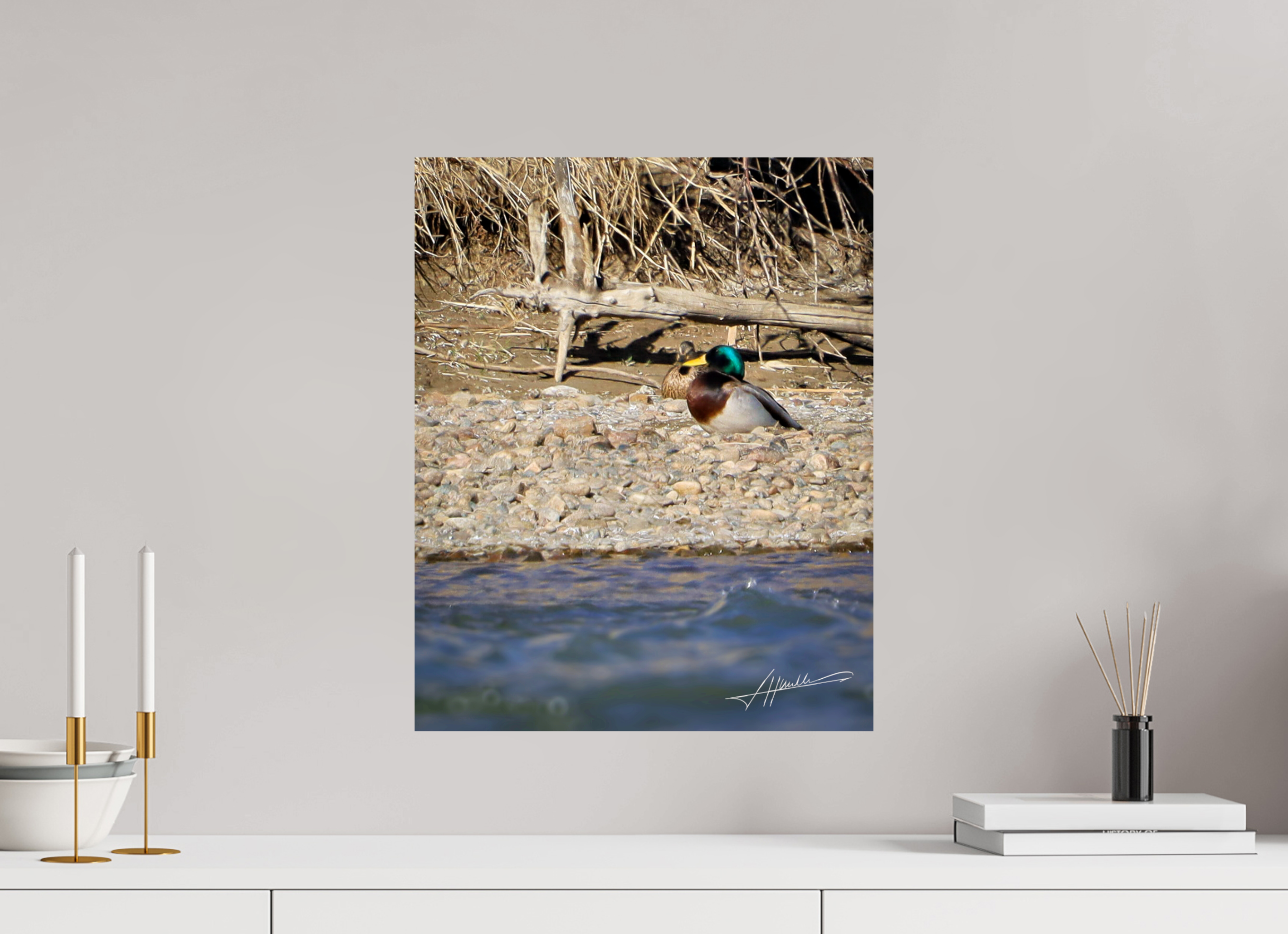 16 x 20″, Photo Print On Fuji Crystal DP II Sunbathing Mallard