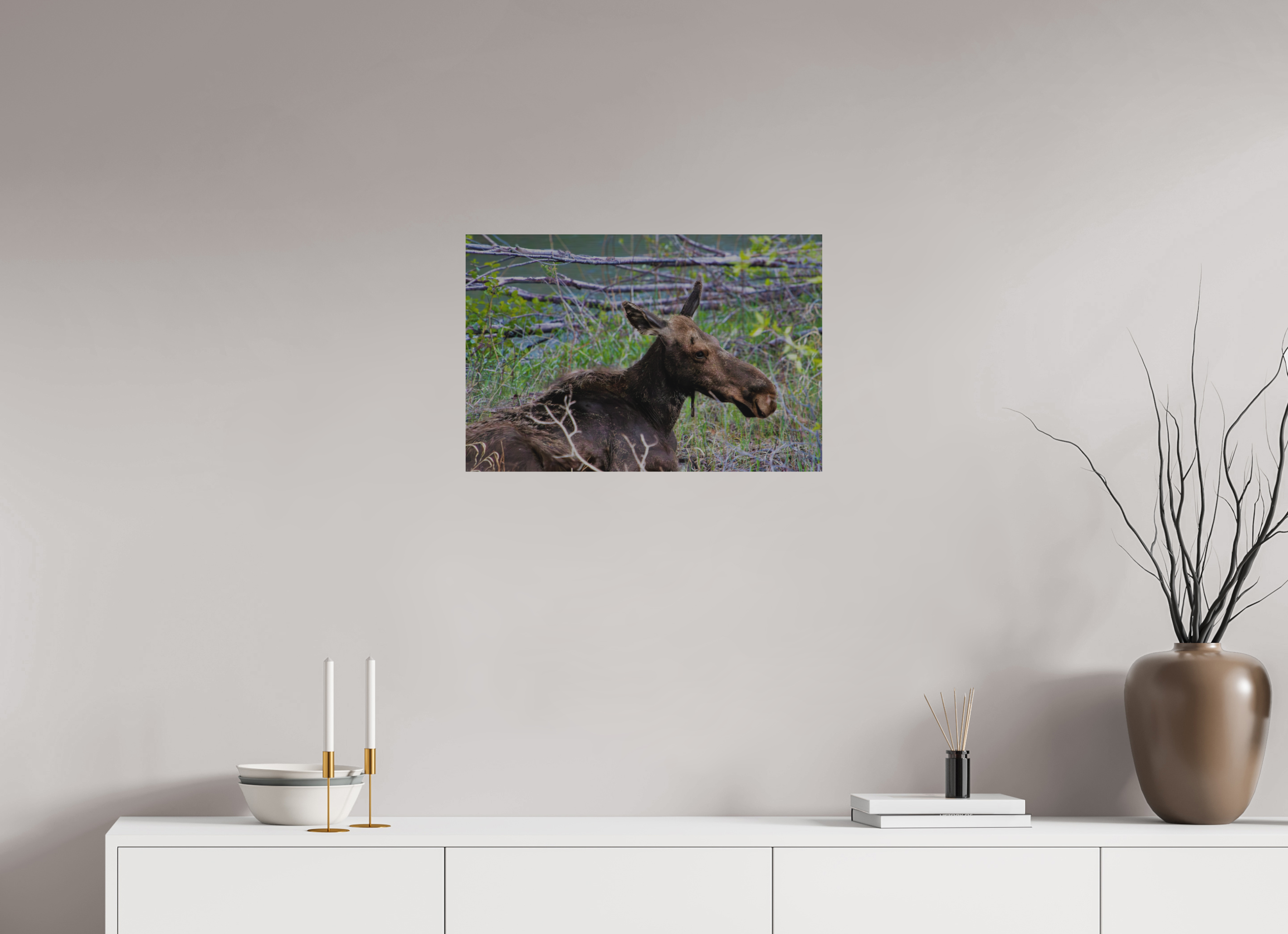 24 x 16″, Direct Brushed Aluminum Moose Relaxing