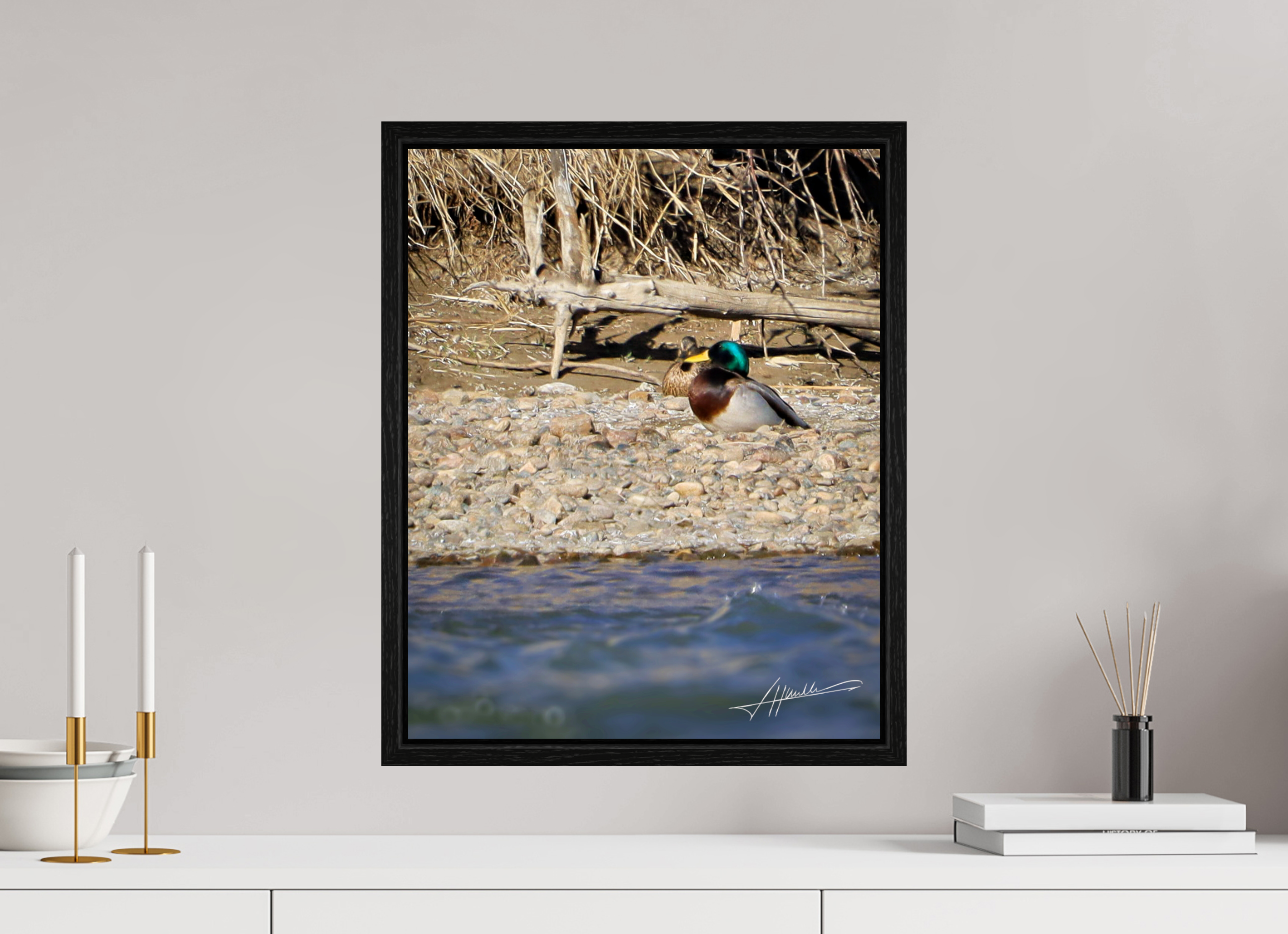 16 x 20″, Floater Frame Sunbathing Mallard