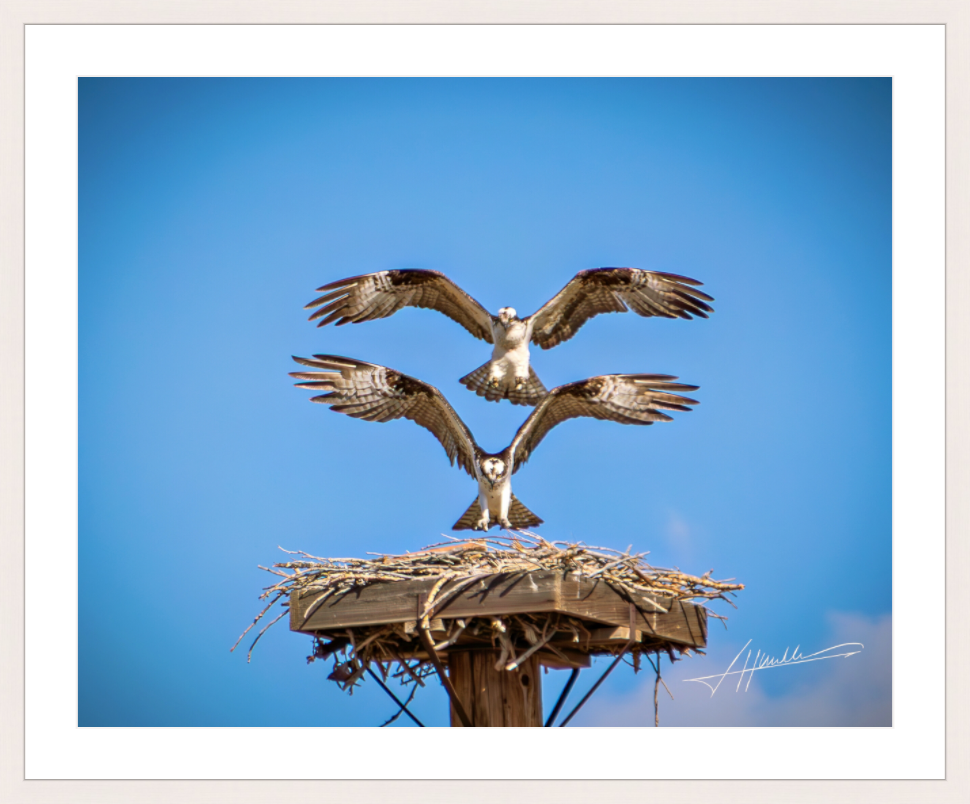 Main image Two Osprey Landing