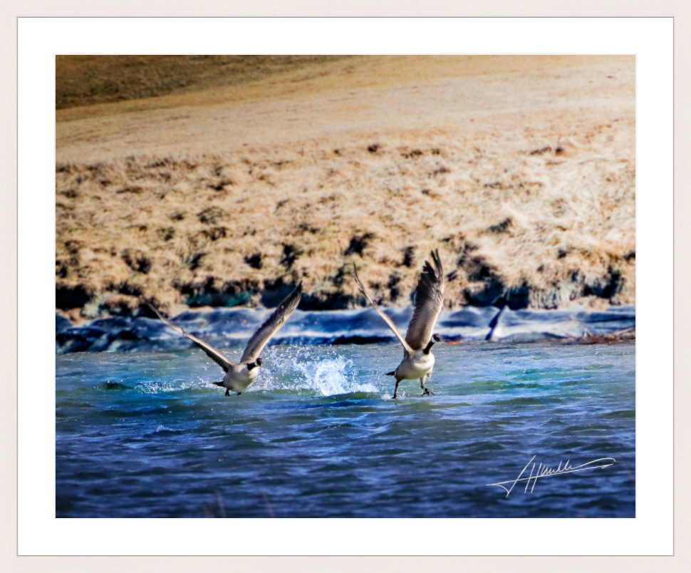Main image Geese Taking Flight