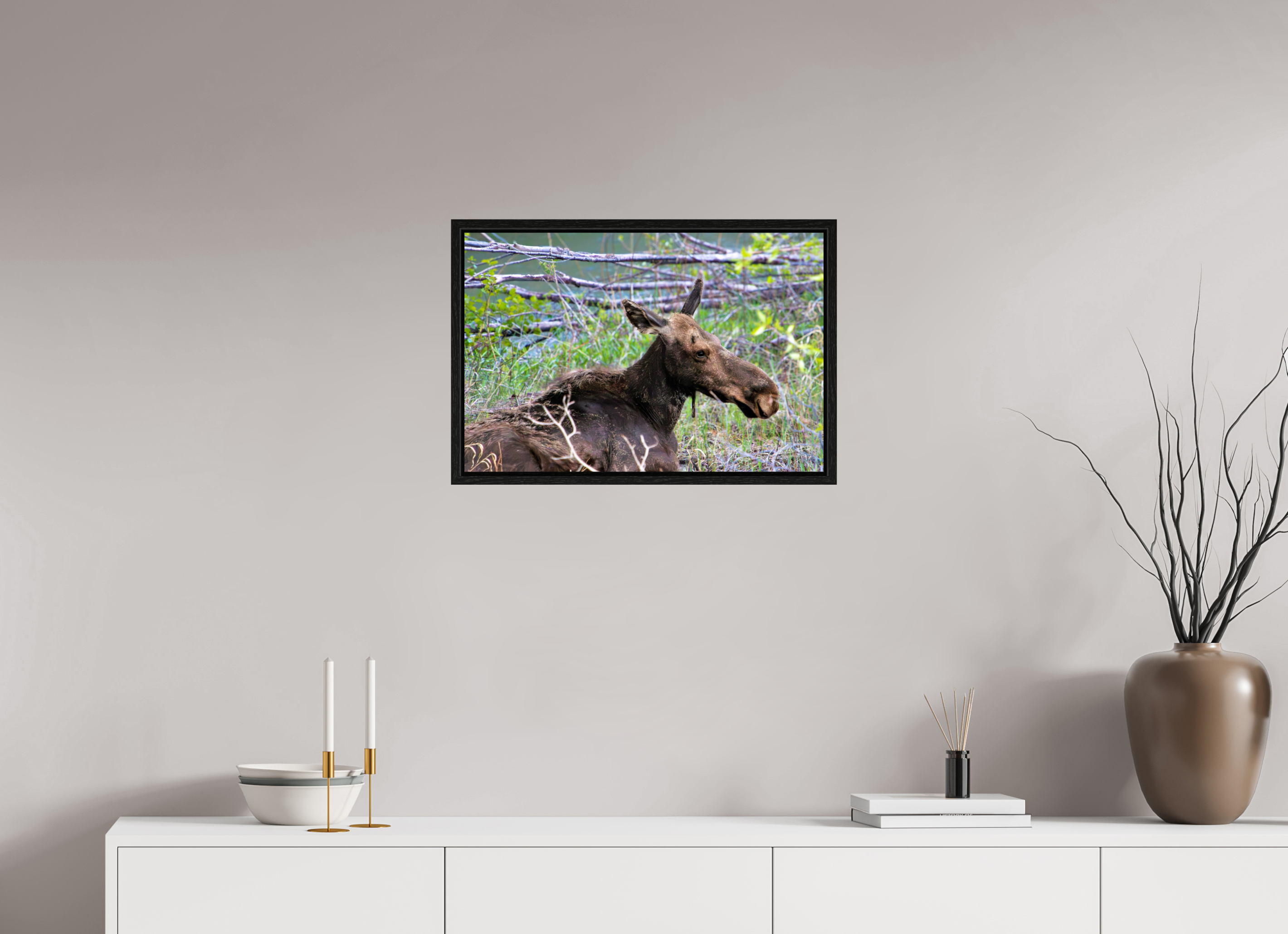 24 x 16″, Floater Frame Moose Relaxing