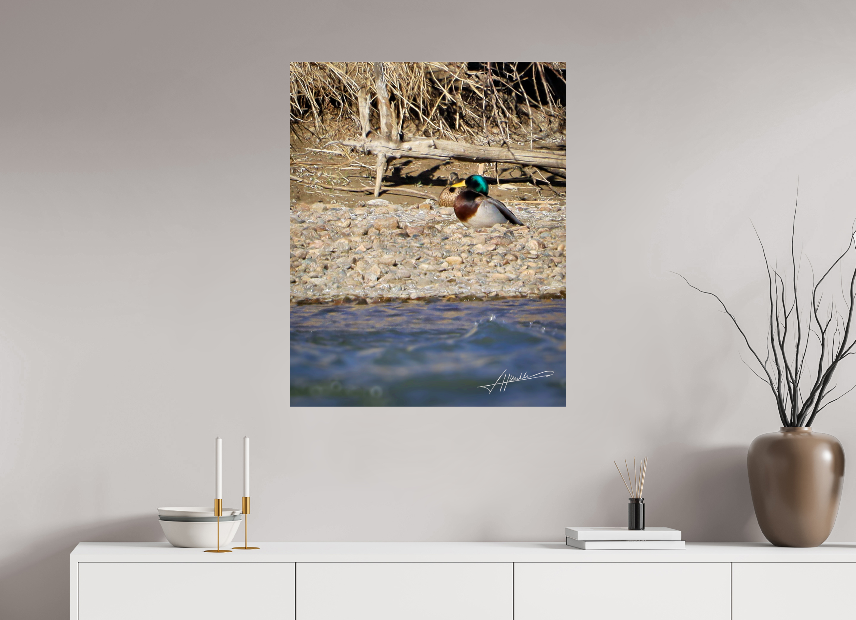 28 x 35″, Photo Print Under Acrylic Glass Sunbathing Mallard