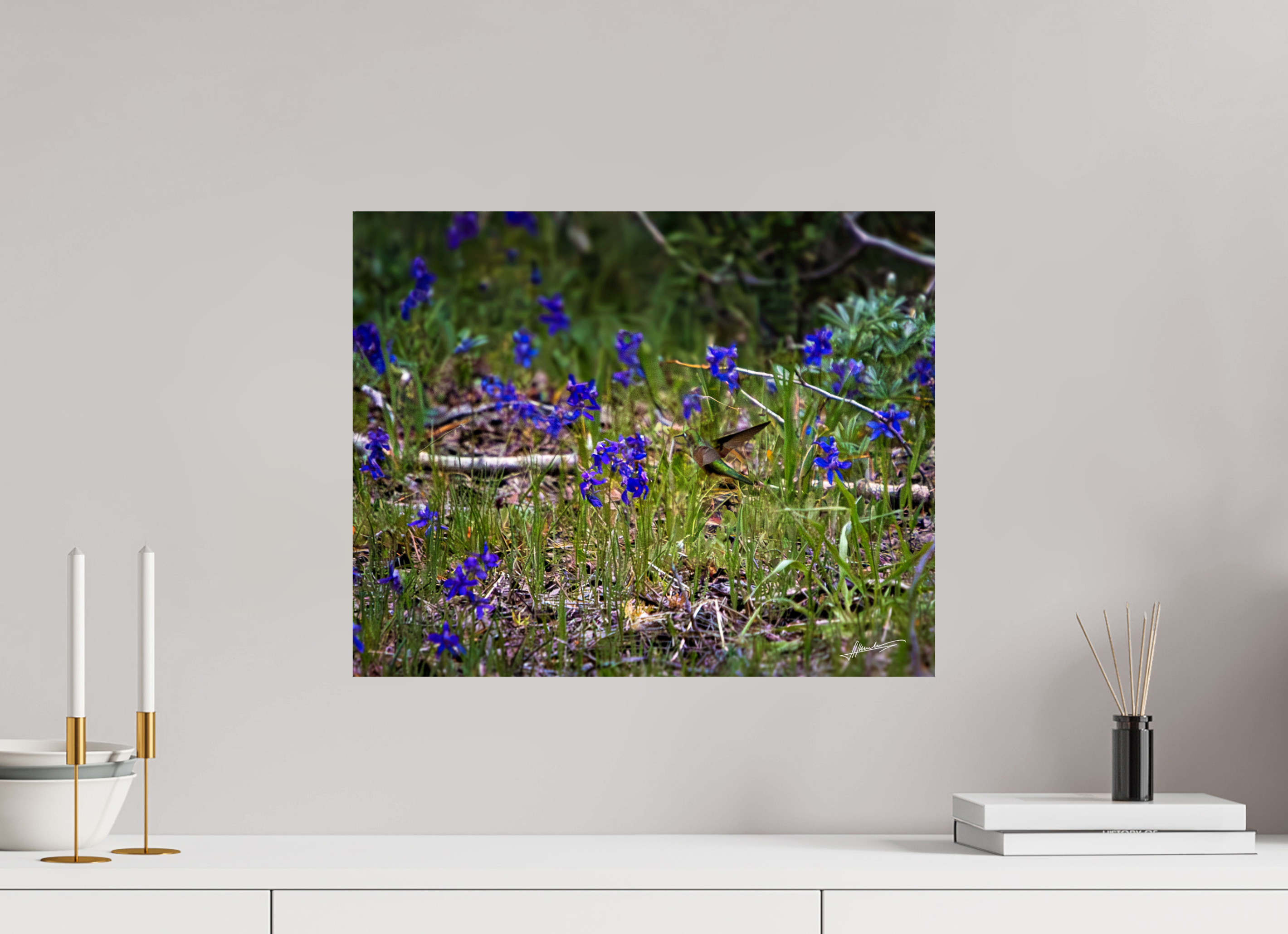 20 x 16″, Fine Art Dibond Feeding Hummingbird