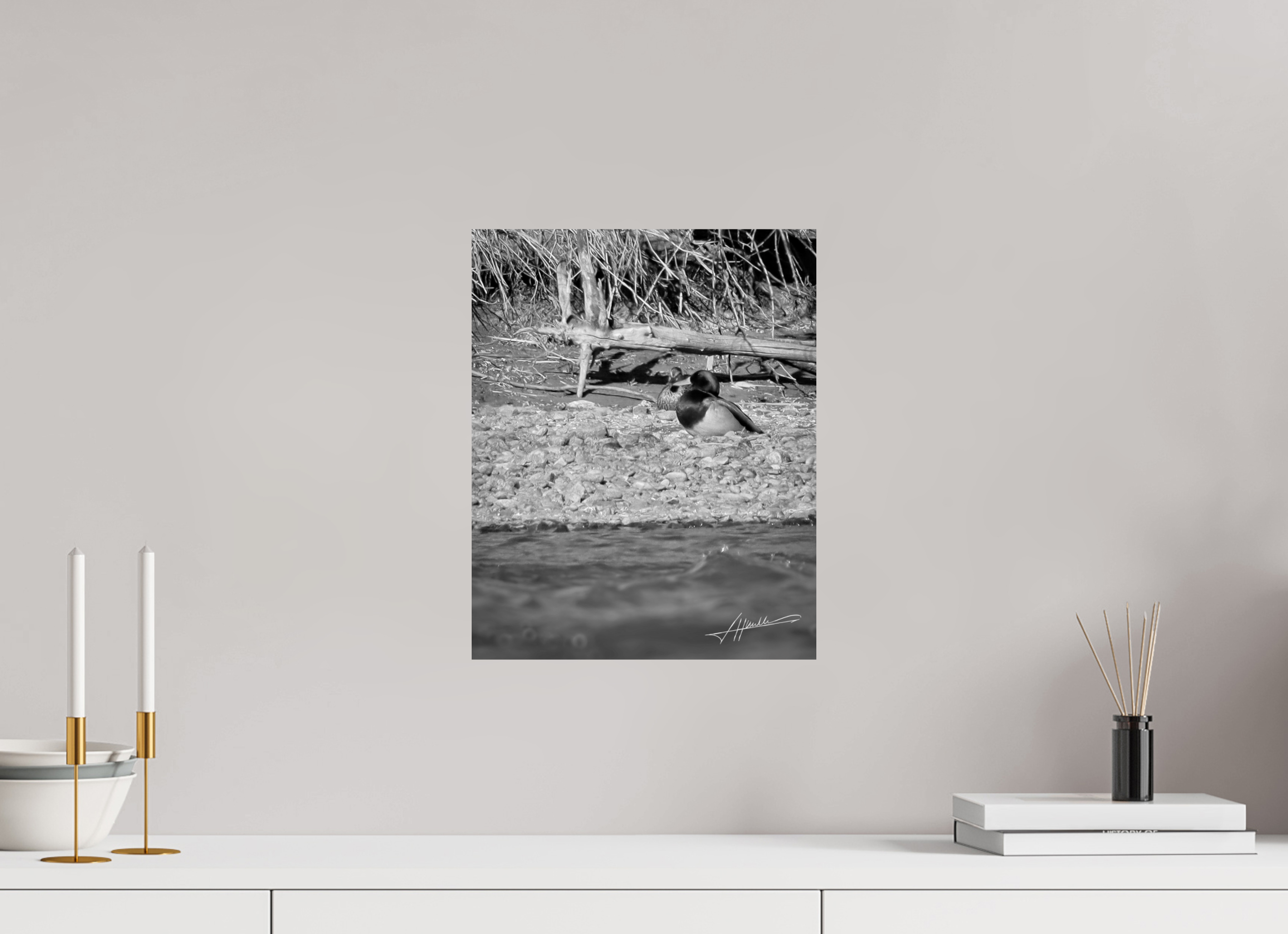 12 x 15″, Photo Print On Ilford Baryta Paper Sunbathing Mallard