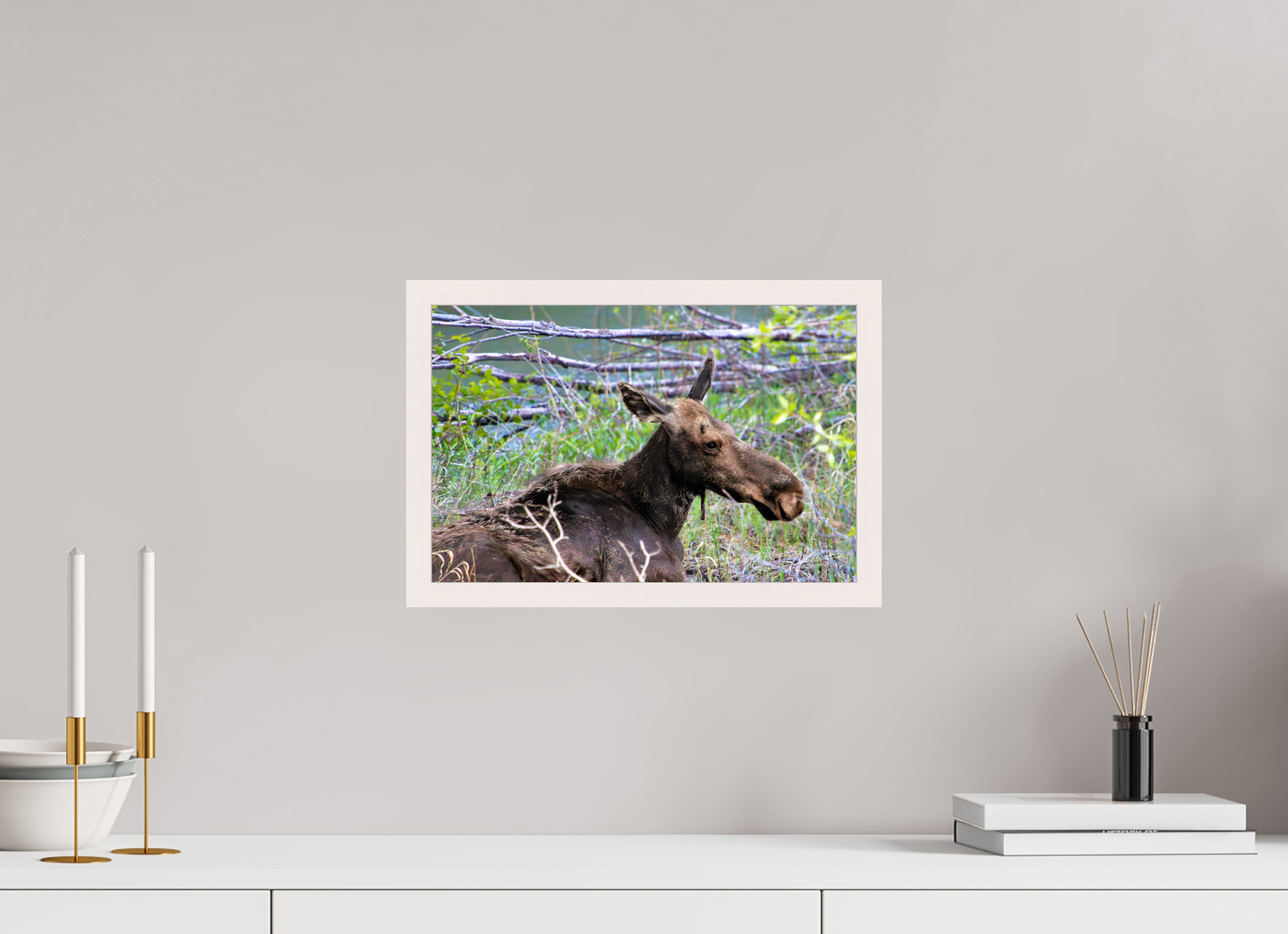 15 x 10″, Gallery Frame Moose Relaxing