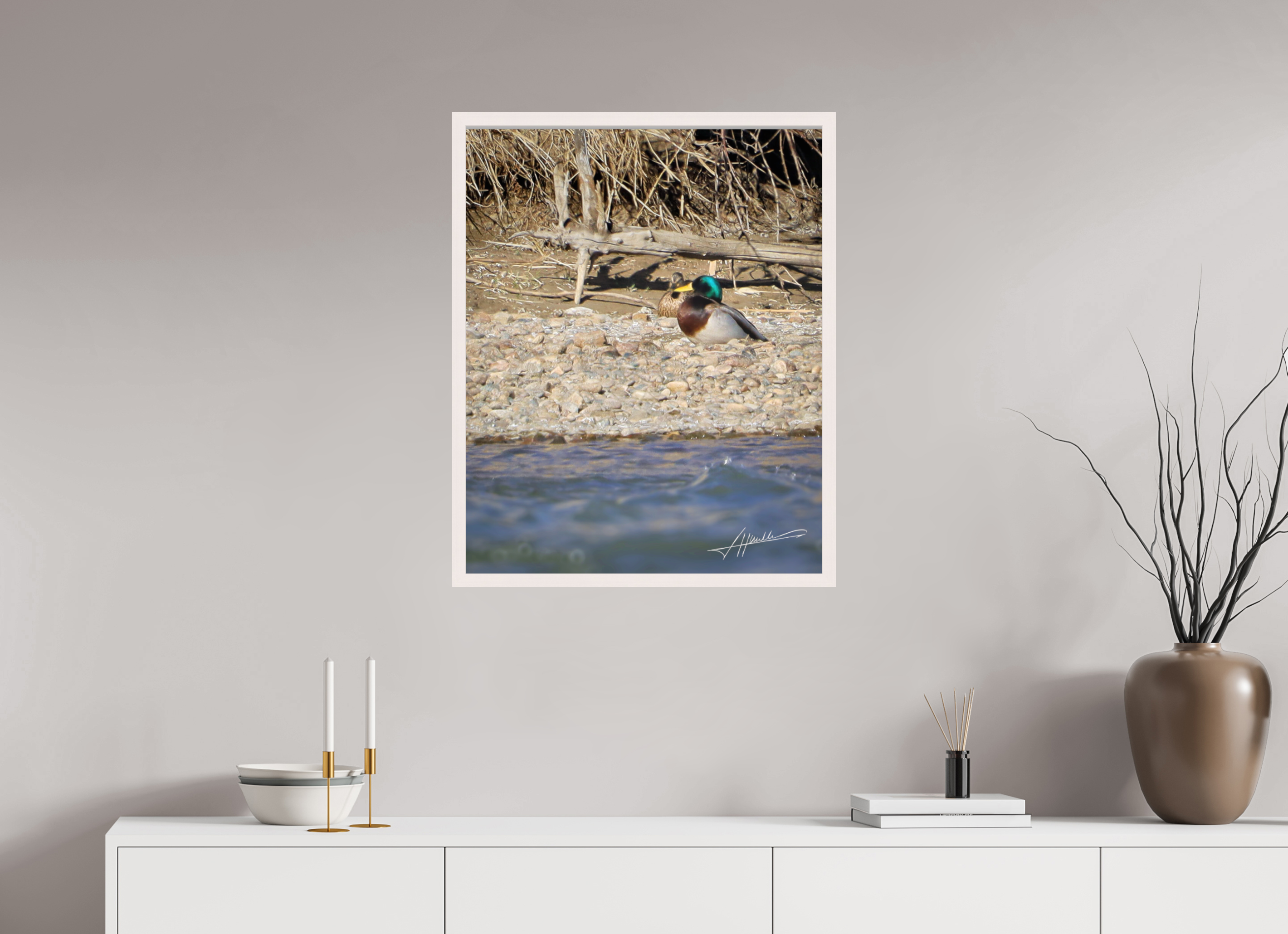24 x 30″, Shadow Box Frame Sunbathing Mallard