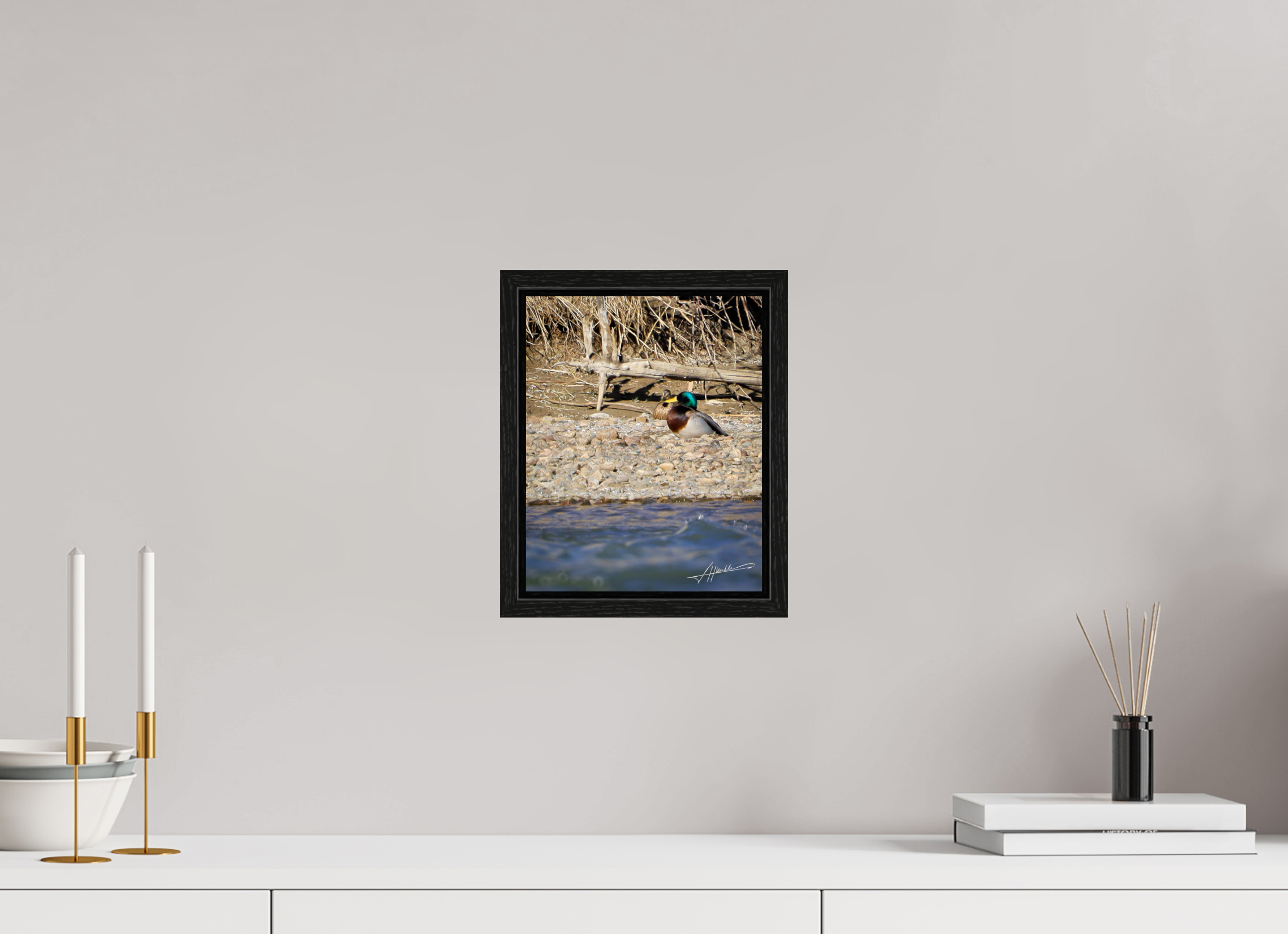 8 x 10″, Floater Frame Sunbathing Mallard