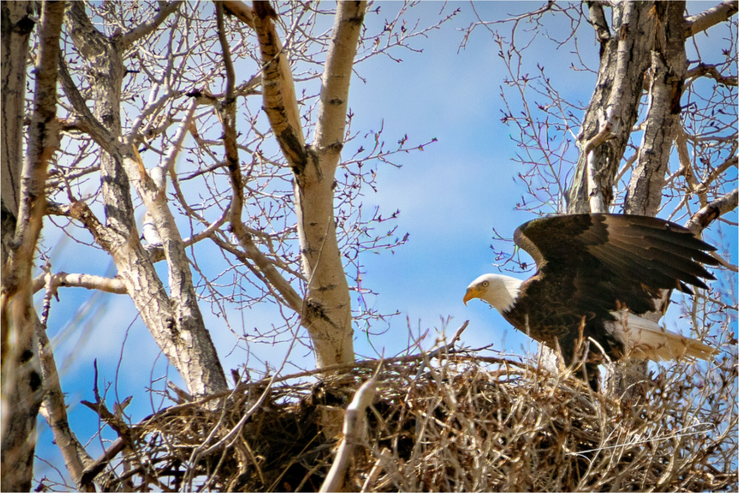 Main image The Eagles Nest