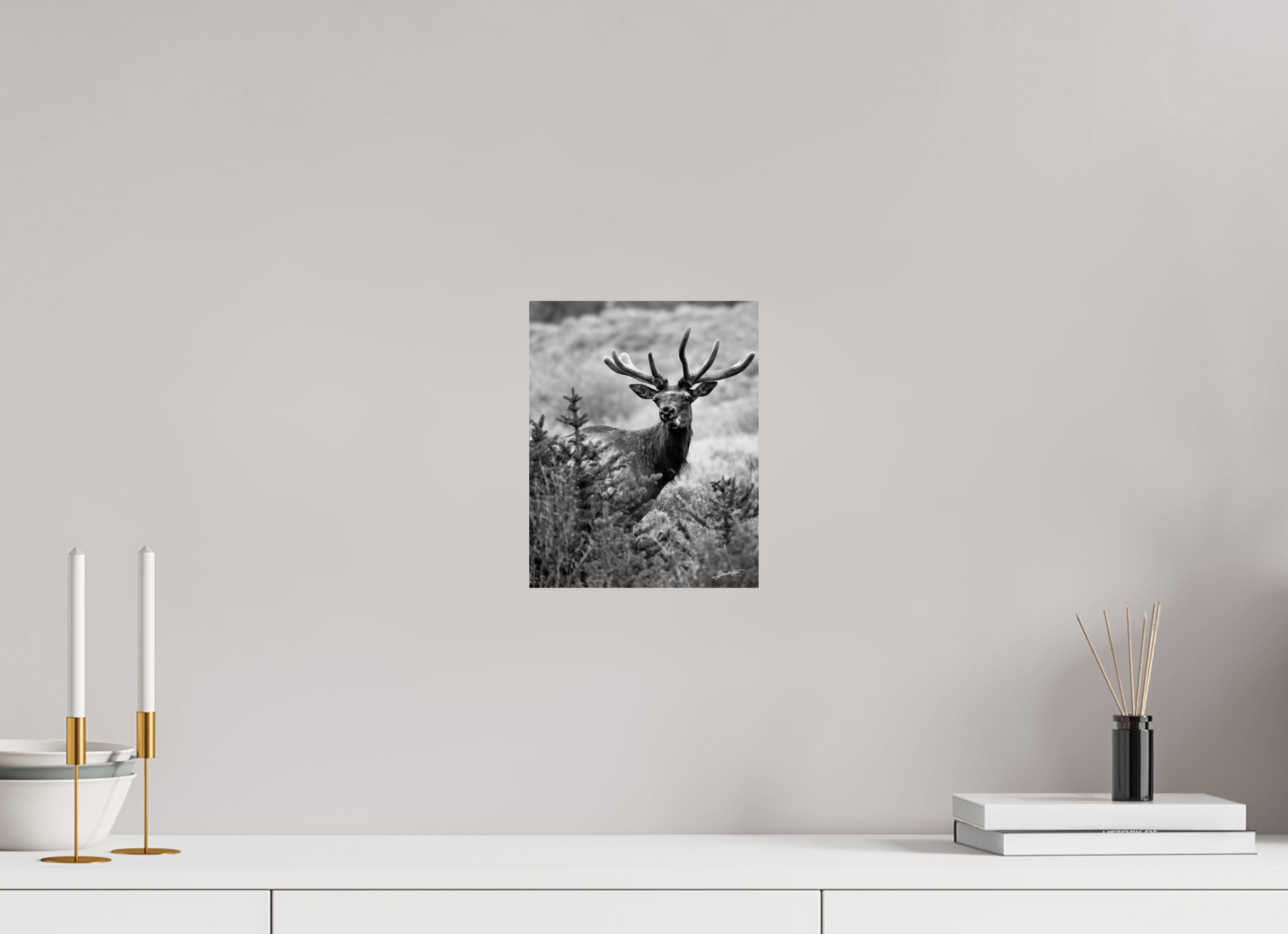8 x 10″, Photo Print On Ilford Baryta Paper Velvet Bull